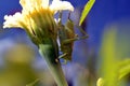 Green locust sits on a flower