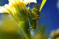 Green locust sits on a flower Royalty Free Stock Photo