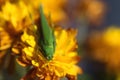 Green locust sits on yellow flowers. Grasshopper on nature background Royalty Free Stock Photo