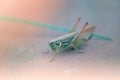 Beautiful locust portrait Royalty Free Stock Photo
