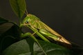 Closeup shot of green locust sitting on a green leaf against dark background Royalty Free Stock Photo