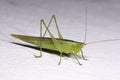 Green Locust Royalty Free Stock Photo