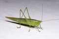 Green Locust