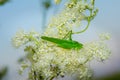 Green locust on a white flower yarrow