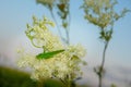 Green locust on a white flower yarrow