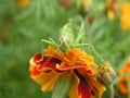 Green locust on a yellow marigold. Long locust mustache. Insect Royalty Free Stock Photo