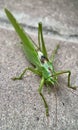 Green locusts