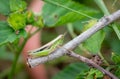 Green locusts cling to dry twigs in the forest Royalty Free Stock Photo