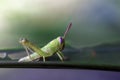 Green locusts on leaves Royalty Free Stock Photo