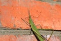Green locusts, orthoptera insect Royalty Free Stock Photo