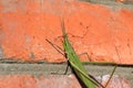 Green locusts, orthoptera insect