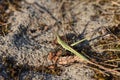 green locusts on sandy ground closeup