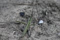 green locusts on sandy ground closeup