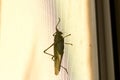 Green locusts sitting on a mosquito net. Close up