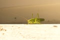 Green locusts sitting on the wall. Close up