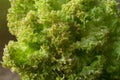 Green Lollo Bionda lettuce salad head closeup blurred background. Fresh organic lettuce healthy food. Organic vegan and