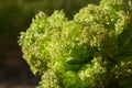 Green Lollo Bionda lettuce salad head closeup blurred background in heart shape. Fresh organic lettuce healthy food