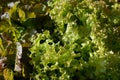 Green Lollo Bionda and oak leaf lettuce salad closeup background. Fresh organic lettuce healthy food. Organic vegan and Royalty Free Stock Photo