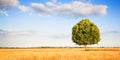 Green lone tree against a clear sky in a tuscany wheat field - (Italy) Royalty Free Stock Photo