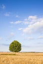 Green lone tree against a clear sky in a tuscany wheat field - (Italy) Royalty Free Stock Photo