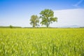 Green lone tree in a wheat field in tuscany countryside against a clear sky Royalty Free Stock Photo