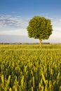 Green lone tree in a wheat field in tuscany countryside against a clear sky Royalty Free Stock Photo