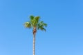 Green lonely tall palm tree against the blue sky