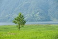 Green lonely tree