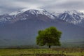 Green lonely tree on a background of mountains.