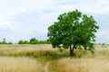 Green lonely tree