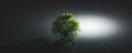 Green lonely tree. Nature background, single light and shadow Royalty Free Stock Photo