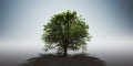 Green lonely tree. Nature background, single light and shadow Royalty Free Stock Photo