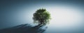 Green lonely tree. Nature background, single light and shadow