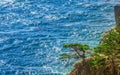 Green Lonesome Pine on the US West Coast