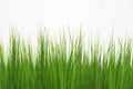 Green long grass isolated on white background