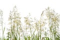 Green long grass isolated on white background