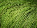 Green long grass tall thin plants on the field