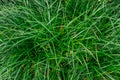 Green long grass texture summer nature background