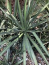 Green long leaf cactus close up macro