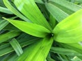 Green long leaf