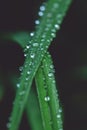 Green long leaves with one big water drop and few small after summer rain. Nature background and eco concepte. close up Royalty Free Stock Photo