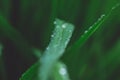 Green long leaves with one big water drop and few small after summer rain. Nature background and eco concepte. close up Royalty Free Stock Photo