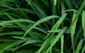 Green long leaves with water drops after summer rain. Nature background and eco concepte Royalty Free Stock Photo