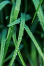 Green long leaves with water drops after summer rain. Nature background and eco concepte Royalty Free Stock Photo