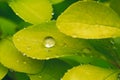 Green long leaves with water drops after summer rain. Nature background and eco concepte Royalty Free Stock Photo