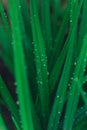 Green long leaves with water drops after summer rain. Nature background and eco concepte Royalty Free Stock Photo