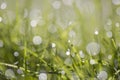 Green long leaves with water drops after summer rain. Nature background and eco concepte Royalty Free Stock Photo