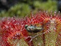 P8110022 long-legged fly, Dolichopodidae, caught by an Alice sundew plant, Drosera aliciae, cECP 2023