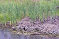 Green long reed plants in dry gray branches on the shore Royalty Free Stock Photo