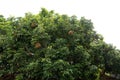 There are dense longan trees in the orchard Royalty Free Stock Photo
